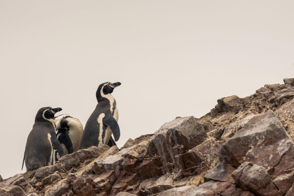 islas_ballestas-